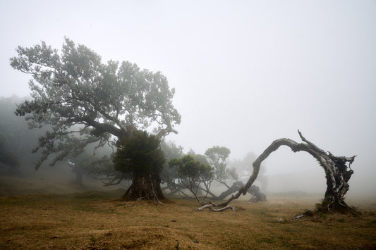 A curved tree in the mist of dawn