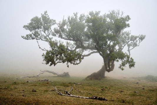 The tree shaped by the wind draped in mist
