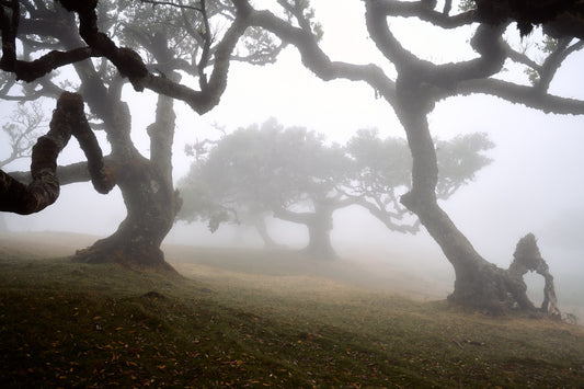Two trees covered in mist