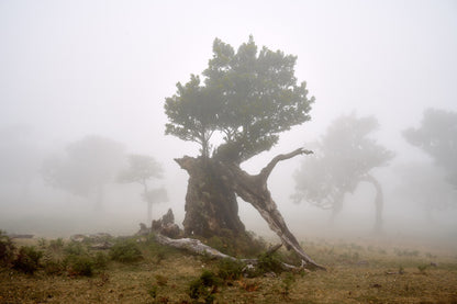 A distant tree in the mist