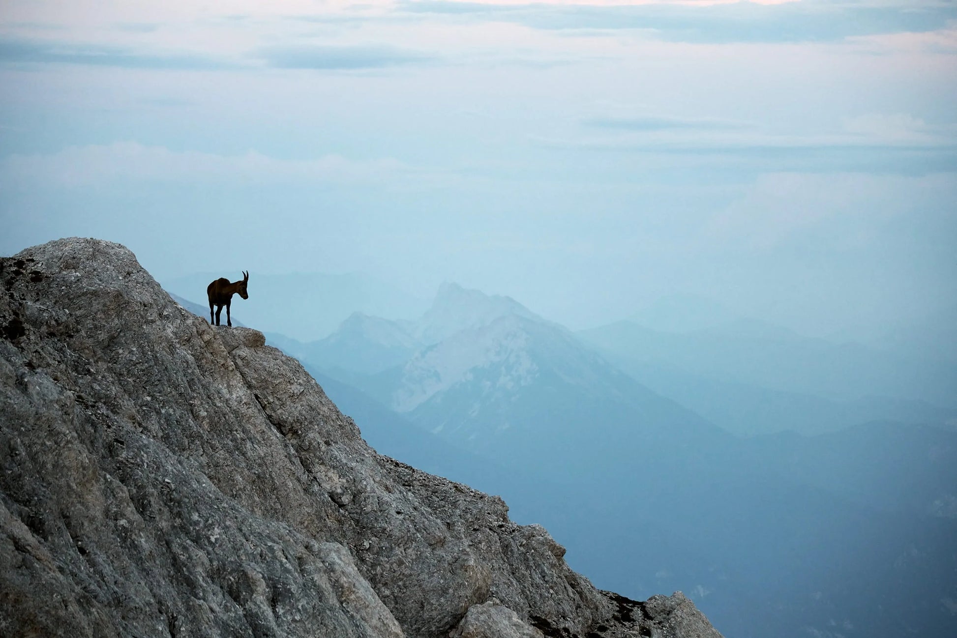 The artpiece 'The Watch' by Chris König shows a mountain goat standing on a rocky mountainside in the Julian Alps in Slovenia.
