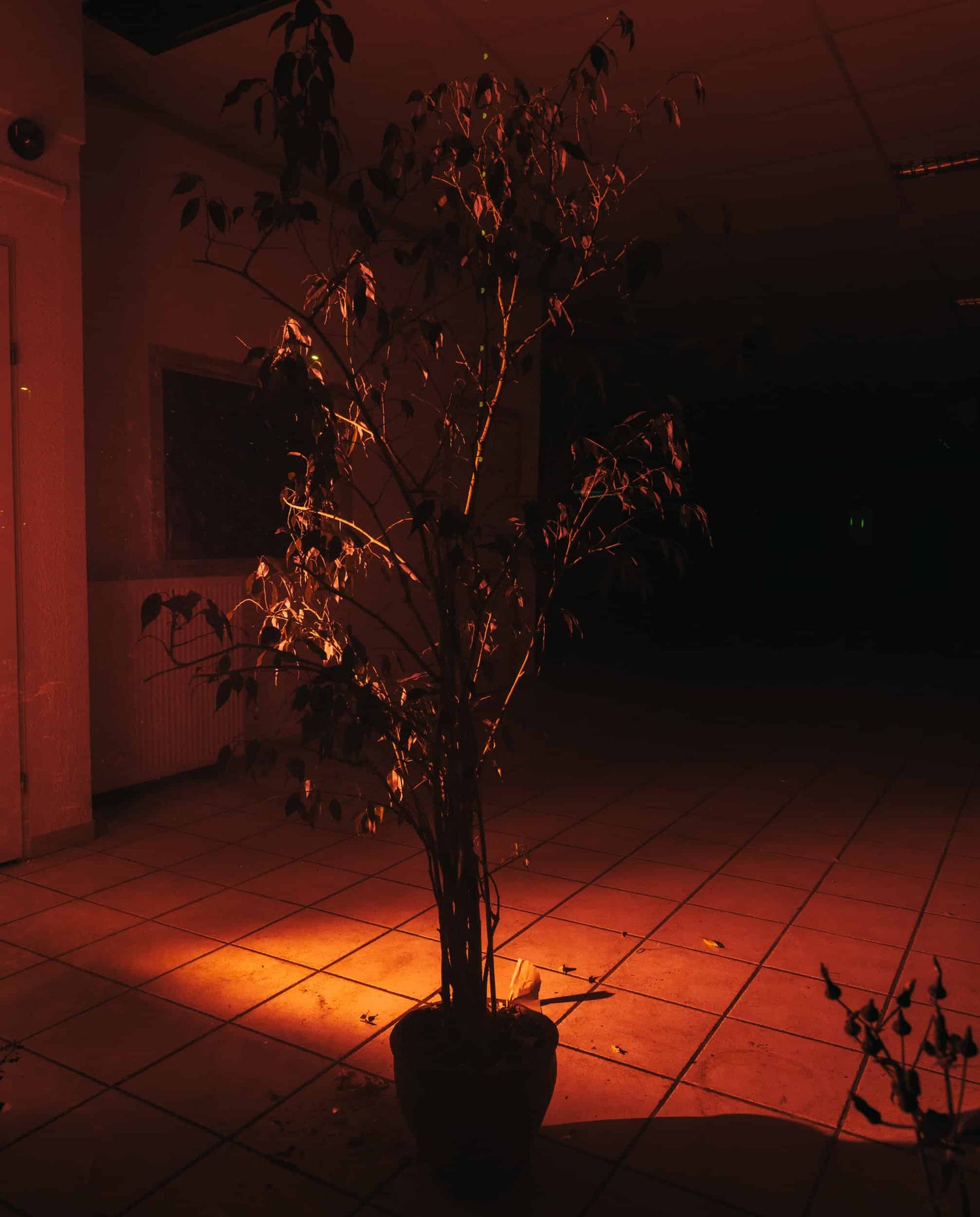 The artpiece 'Amsterdam Noord #6' by Jildo Tim Hof showing a potted tree, standing indoors lit up by a dim orange-red light