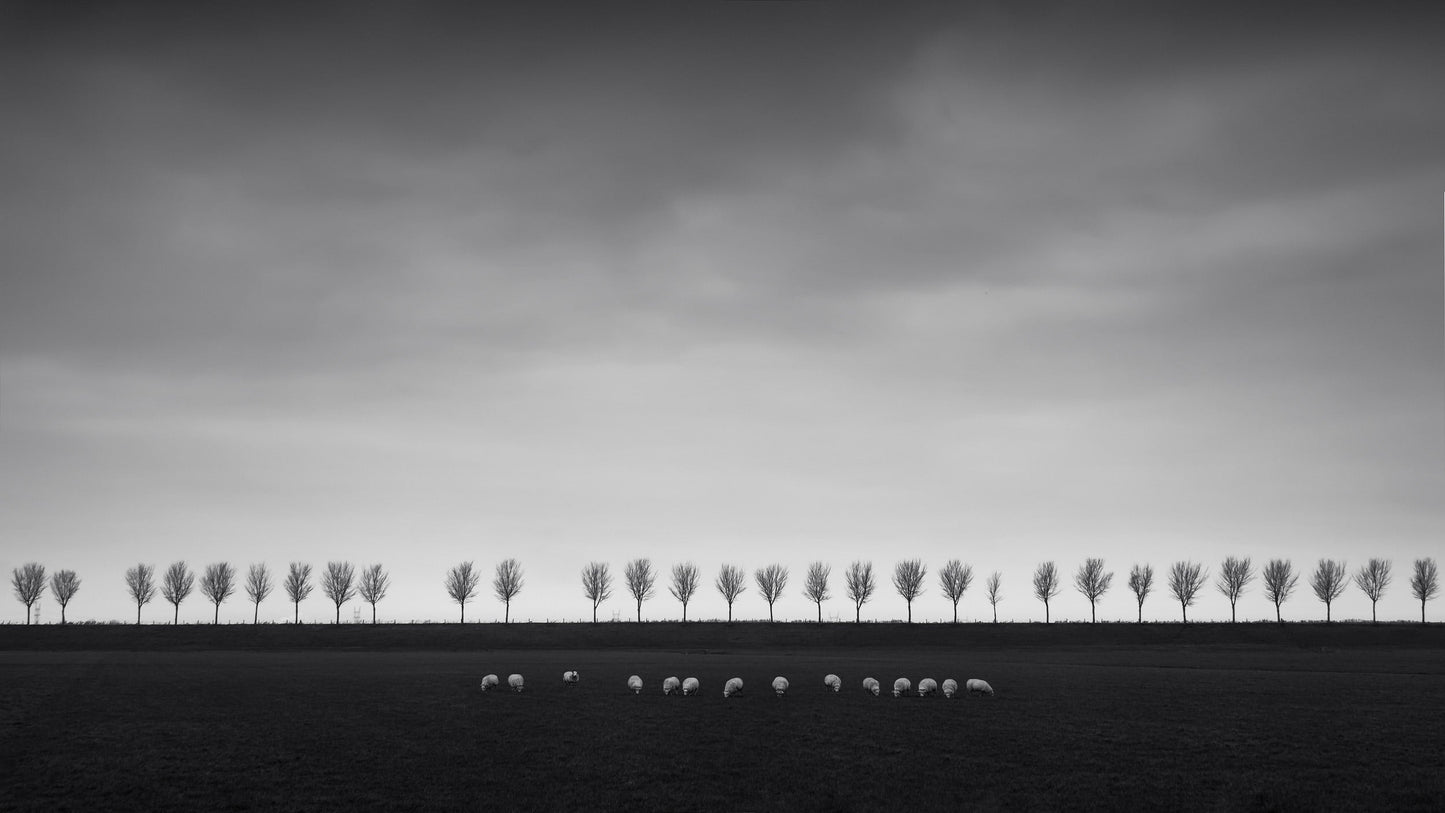 The artpiece 'The Sheep' by Marco Maljaars shows a herd of sheep on farmland in the Beemster polder in The Netherlands, shot against a backdrop of a tree lined dyke.