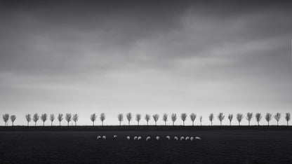 The artpiece 'The Sheep' by Marco Maljaars shows a herd of sheep on farmland in the Beemster polder in The Netherlands, shot against a backdrop of a tree lined dyke.