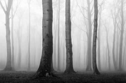 The artpiece 'Parallels Never Meet' by Nina Papiorek showing beautiful tall trees rising up to the sky in a forest covered in fog, creating an eerie atmosphere. The artwork is completely in black and white.