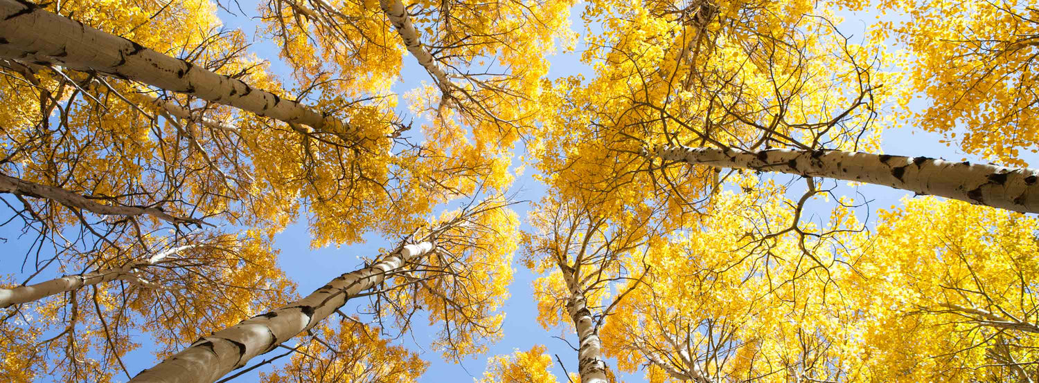 Yosemite Autumn trees