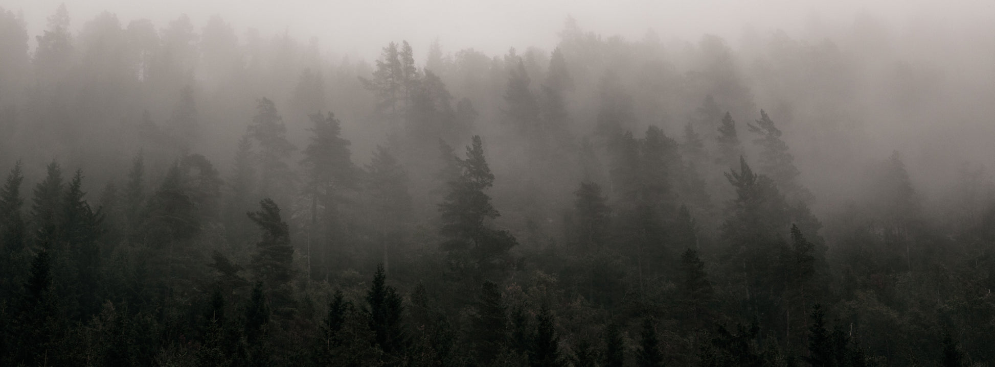 Trees in mist in Norway